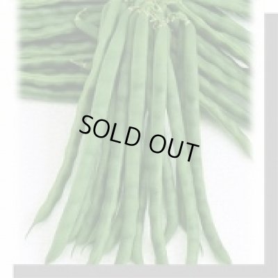 画像2: [いんげん]　鴨川グリーン　1L　ヴィルモランみかど（株）