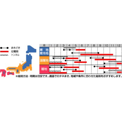 画像3: [かぶ]　あやめ雪　約600粒　サカタ育成　実咲