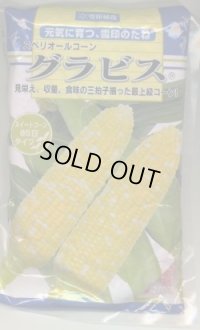 [とうもろこし]　グラビス　2000粒　雪印種苗（株）
