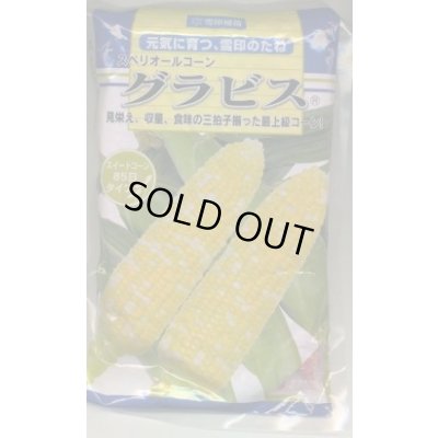 画像1: [とうもろこし]　グラビス　2000粒　雪印種苗（株）
