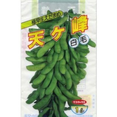 画像1: [枝豆]　天ヶ峰　1L　(株)サカタのタネ