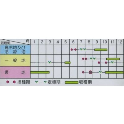画像3: 送料無料　[キャベツ]　金春　約65粒　(株)サカタのタネ　実咲450（002913）