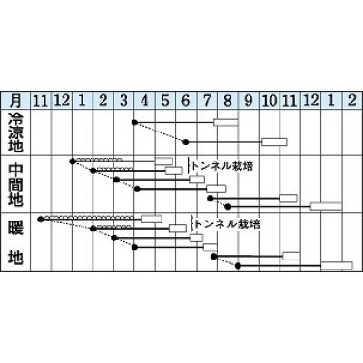 画像2: [シーダー種子]　人参　DR・カロテン 　1粒×6cm間隔　