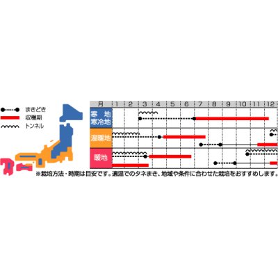 画像3: [シーダー種子]　にんじん　ベーターリッチ　1粒×6cm間隔　