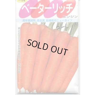 画像2: [シーダー種子]　にんじん　ベーターリッチ　1粒×6cm間隔