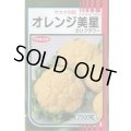 送料無料　[カリフラワー]　オレンジ美星　2000粒　(株)サカタのタネ