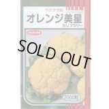 送料無料　[カリフラワー]　オレンジ美星　2000粒　(株)サカタのタネ