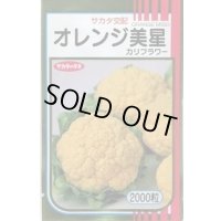 送料無料　[カリフラワー]　オレンジ美星　2000粒　(株)サカタのタネ