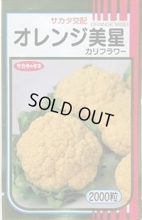 送料無料　[カリフラワー]　オレンジ美星　2000粒　(株)サカタのタネ