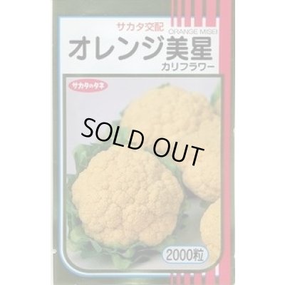 画像1: 送料無料　[カリフラワー]　オレンジ美星　2000粒　(株)サカタのタネ