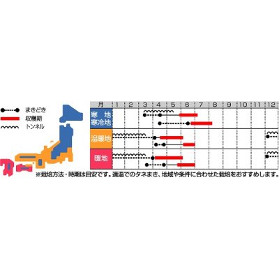 画像3: [大根]　天宝　約130粒　サカタ交配　　実咲