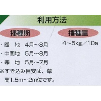 画像3: [緑肥]　ソルガム　ファインソルゴー　（イネ科）1ｋｇ　カネコ種苗(株）