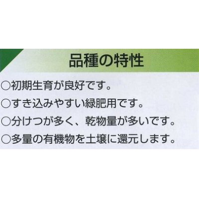 画像2: [緑肥]　ソルガム　ファインソルゴー　（イネ科）1ｋｇ　カネコ種苗(株）