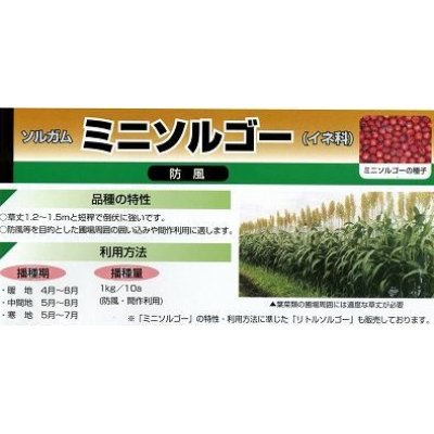 画像2: [緑肥]　ソルガム　ミニソルゴー　1kg　カネコ種苗（株）