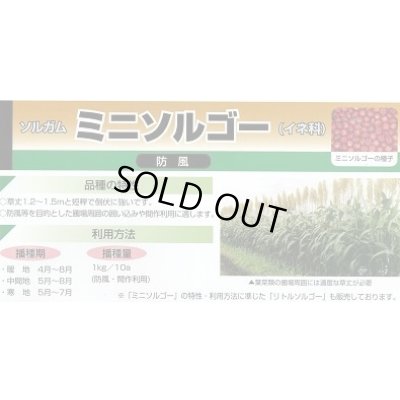 画像2: [緑肥]　ソルガム　ミニソルゴー　1kg　カネコ種苗(株)