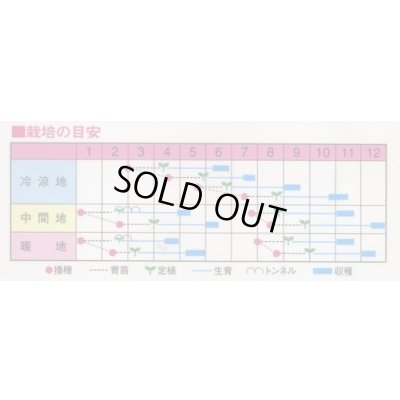 画像2: 送料無料　[ブロッコリー]　ノースベル　60粒　渡辺農事（株）