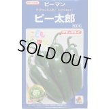 送料無料　[ピーマン]　こどもピーマン　ピー太郎　500粒　タキイ種苗(株)