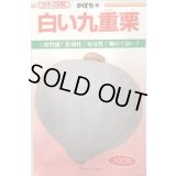 送料無料　[かぼちゃ]　白い九重栗　50粒　カネコ交配