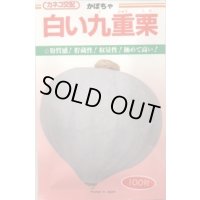 送料無料　[かぼちゃ]　白い九重栗　50粒　カネコ交配