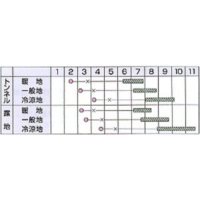 画像3: 送料無料　[かぼちゃ]　白い九重栗　100粒　カネコ種苗（株）