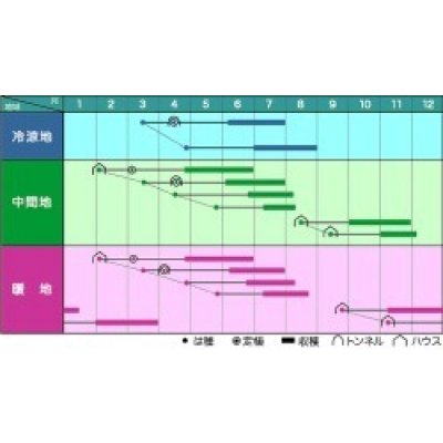 画像3: 送料無料　[いんげん]　スーパーステイヤー　30ml（10％増量）　ヴィルモランみかど
