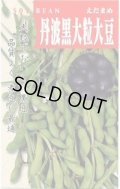 送料無料　[枝豆]　丹波黒大粒大豆　50ml　(株)タカヤマシード
