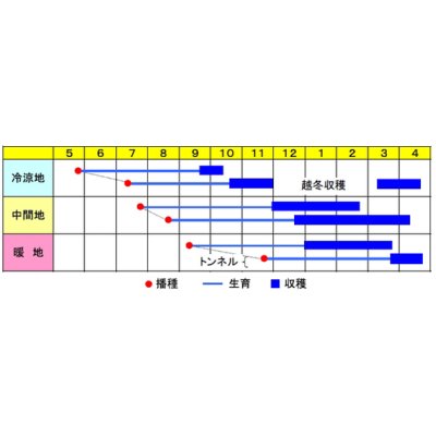 画像2: 野菜種　人参　べにもり五寸　2dl　渡辺農事（株）
