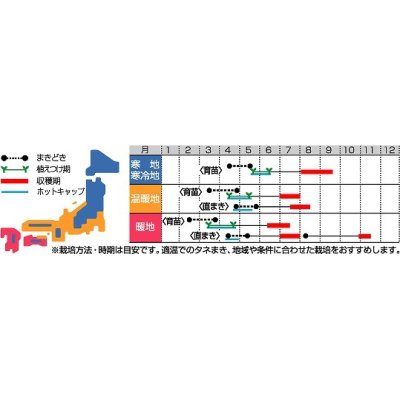 画像2: [かぼちゃ]　メルヘン　100粒　　サカタ交配