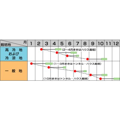 画像2: [中国野菜]　チンゲンサイ　武帝チンゲンサイ　ペレット5000粒　サカタのタネ（株）