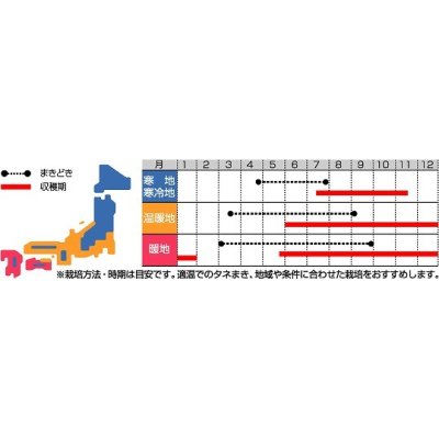 画像2: [牛蒡]　ダイエット　約250粒　サカタのタネ（株）　実咲300