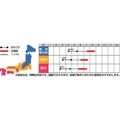 画像2: [とうもろこし]　ゴールドラッシュ　2000粒　サカタ交配　