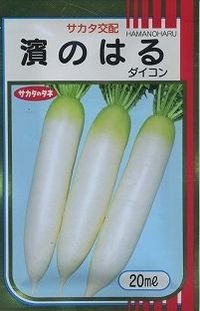 送料無料　[大根]　濱のはる　20ml　(株)サカタのタネ