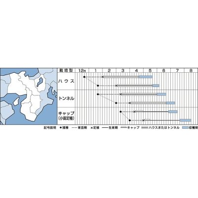 画像3: [かぼちゃ]　ほっこり姫　9粒　タキイ種苗（株）　RF　