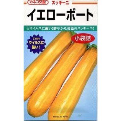 画像1: 送料無料　[ズッキーニ]　イエローボート　10粒　カネコ交配