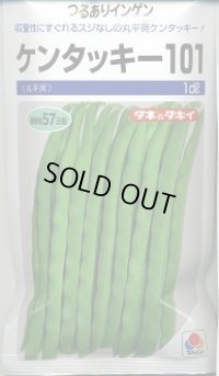 送料無料 [いんげん] ケンタッキー101 1dl タキイ種苗