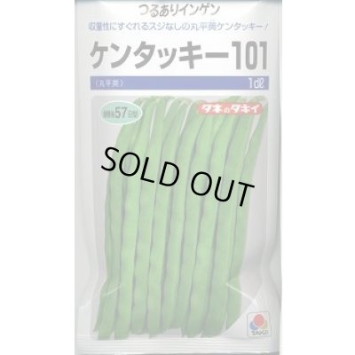 画像1: 送料無料 [いんげん] ケンタッキー101 1dl タキイ種苗