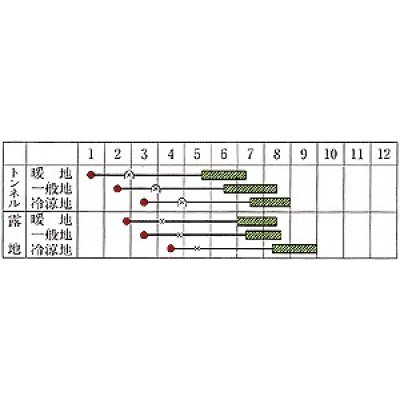 画像2: [かぼちゃ]　送料無料！　九重栗　500粒　カネコ交配　　