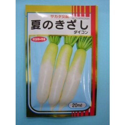 画像1: 送料無料 [大根] 夏のきざし 20ml サカタ交配