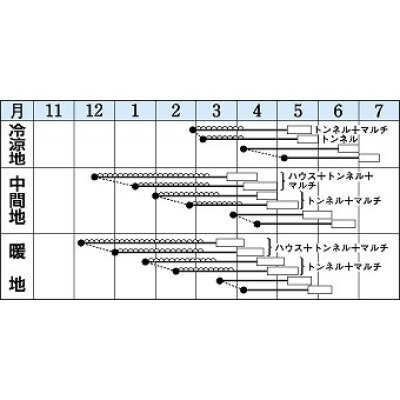 画像3: [大根]　おしん　3.5ml　タキイ種苗（株）　RF　