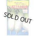 送料無料　[大根]　おてごろ大根2号　2ml　トキタ種苗(株)