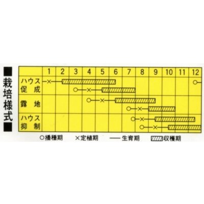 画像2: 送料無料　[キュウリ]　ピノキオ　20粒　カネコ交配