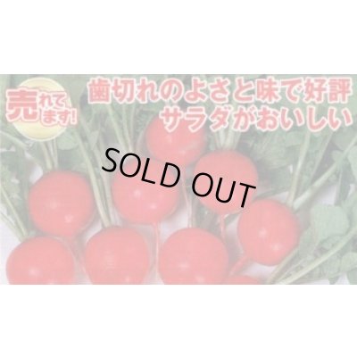 画像2: 送料無料　[大根]　はつかだいこん　レッドチャイム　2dl　(株)サカタのタネ