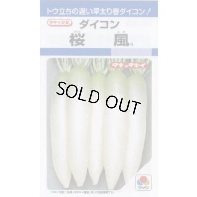 画像1: 送料無料　[大根]　桜風　3.5ml　タキイ種苗(株)　DF