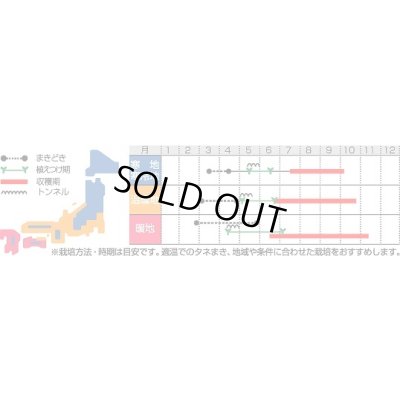 画像2: 送料無料 [トマト/大玉トマト] サンロード 20ml