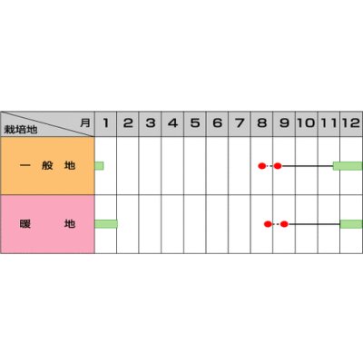画像2: 送料無料　[ブロッコリー]　沢ゆたか（約100粒）　(株)サカタのタネ　実咲450（104969）
