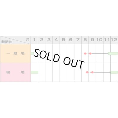 画像2: [ブロッコリー]　沢ゆたか　ペレット5000粒　サカタ交配　