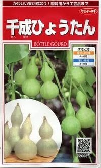 [その他]　千成ひょうたん　約40粒  （株）サカタのタネ　実咲200