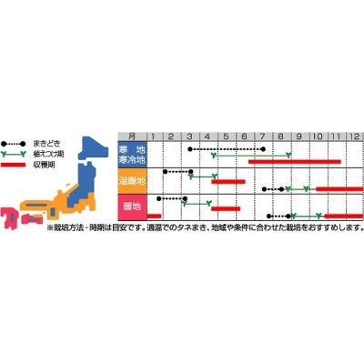 画像2: [ブロッコリー]　スティックセニョール　10ｍｌ　サカタ交配