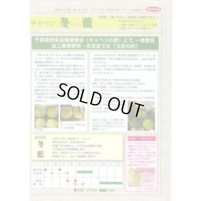 画像4: 送料無料　[キャベツ]　冬藍　2000粒　（株）サカタのタネ