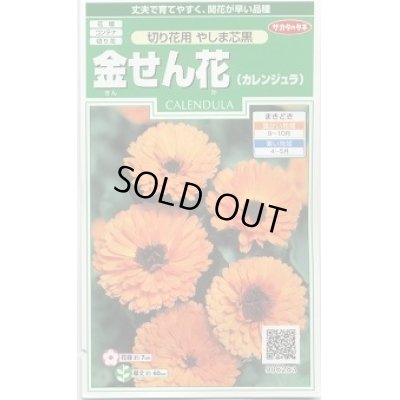 画像1: 花の種　金せん花　(カレンジュラ)　改良早生中安　約50粒　サカタのタネ（株）実咲250